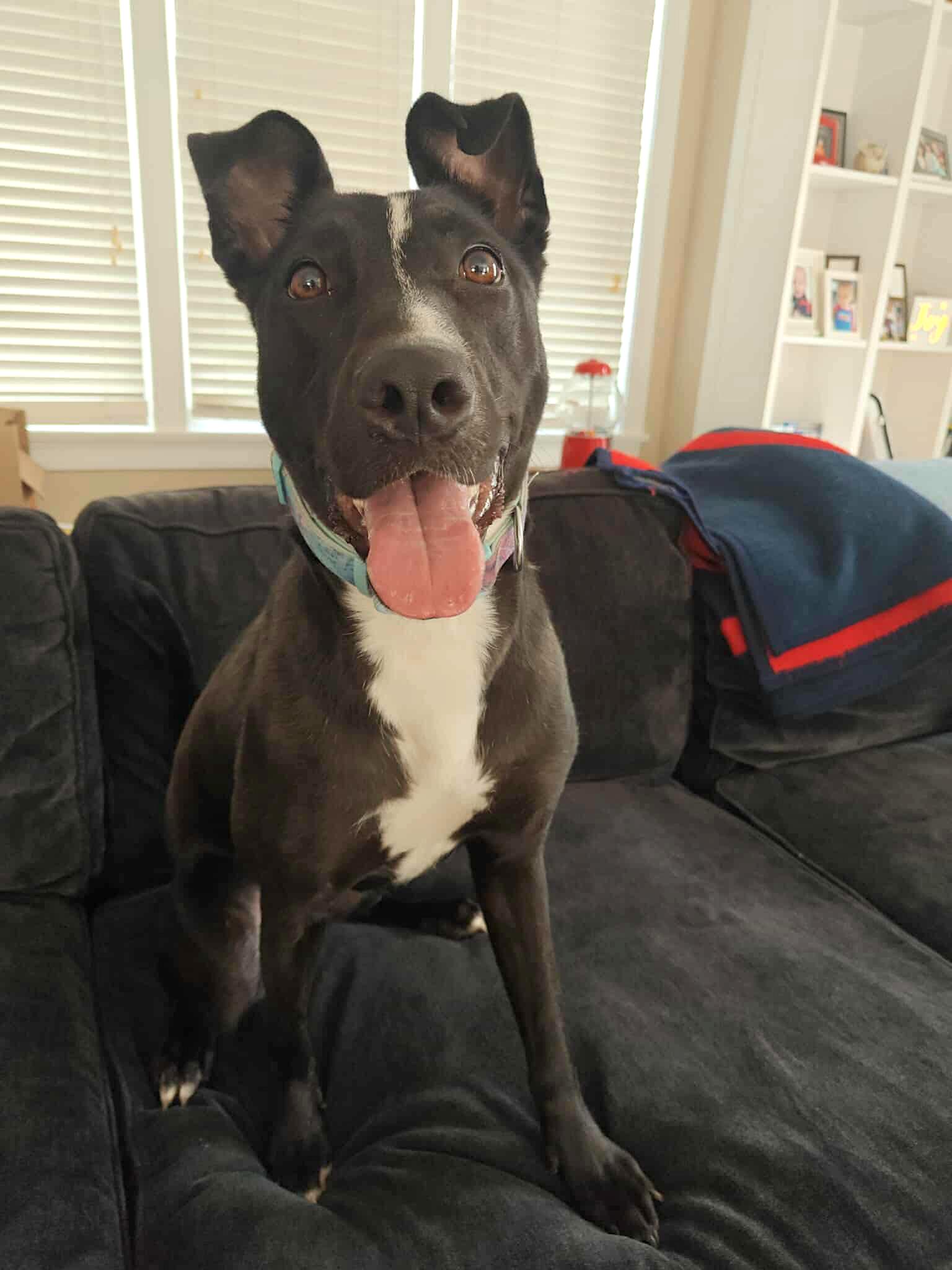 Raven, a Adoptable mixed breed in Millbury, MA image 4/6