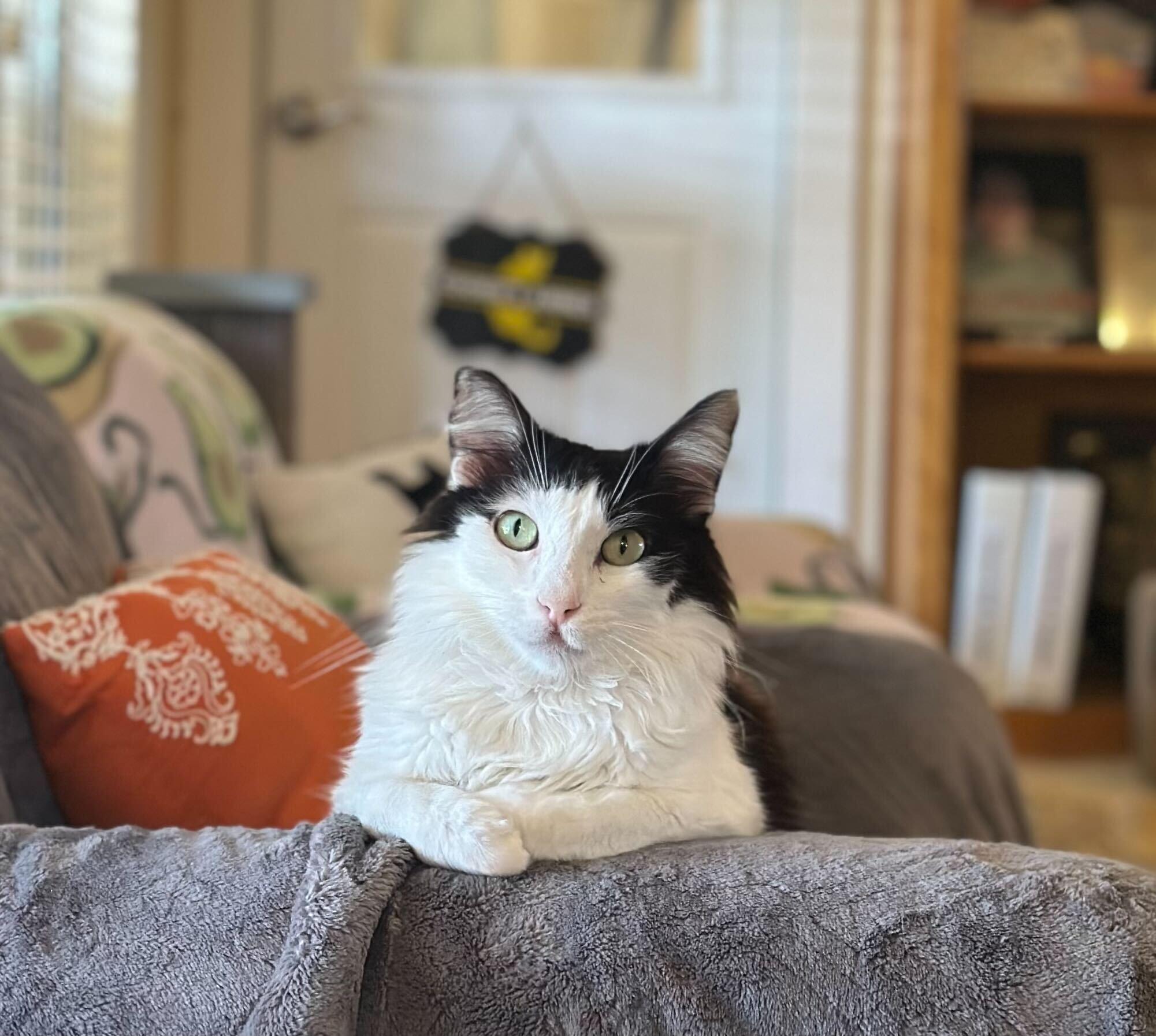 Dottie, Adoptable, Adult Female Domestic Long Hair.