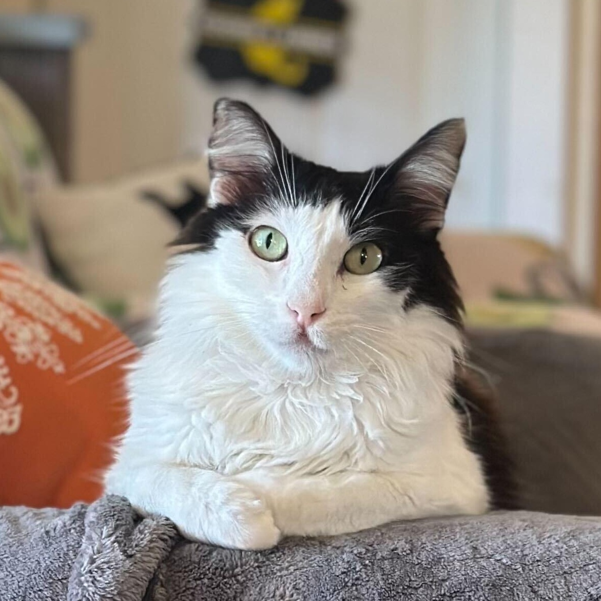 Enlarge Dottie, a Adoptable Domestic Long Hair in Round Rock, TX image 1/6