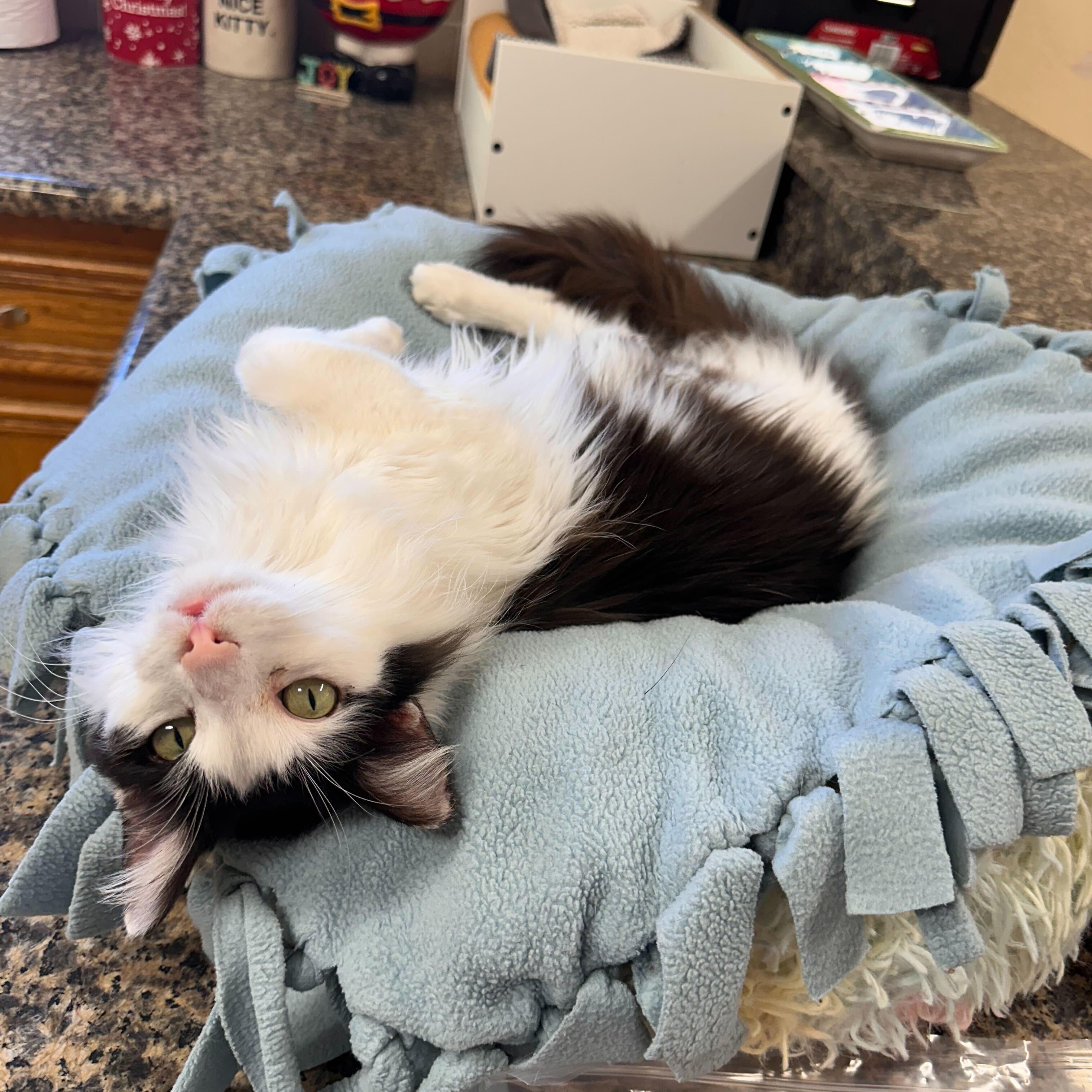 Enlarge Dottie, a Adoptable Domestic Long Hair in Round Rock, TX image 5/6