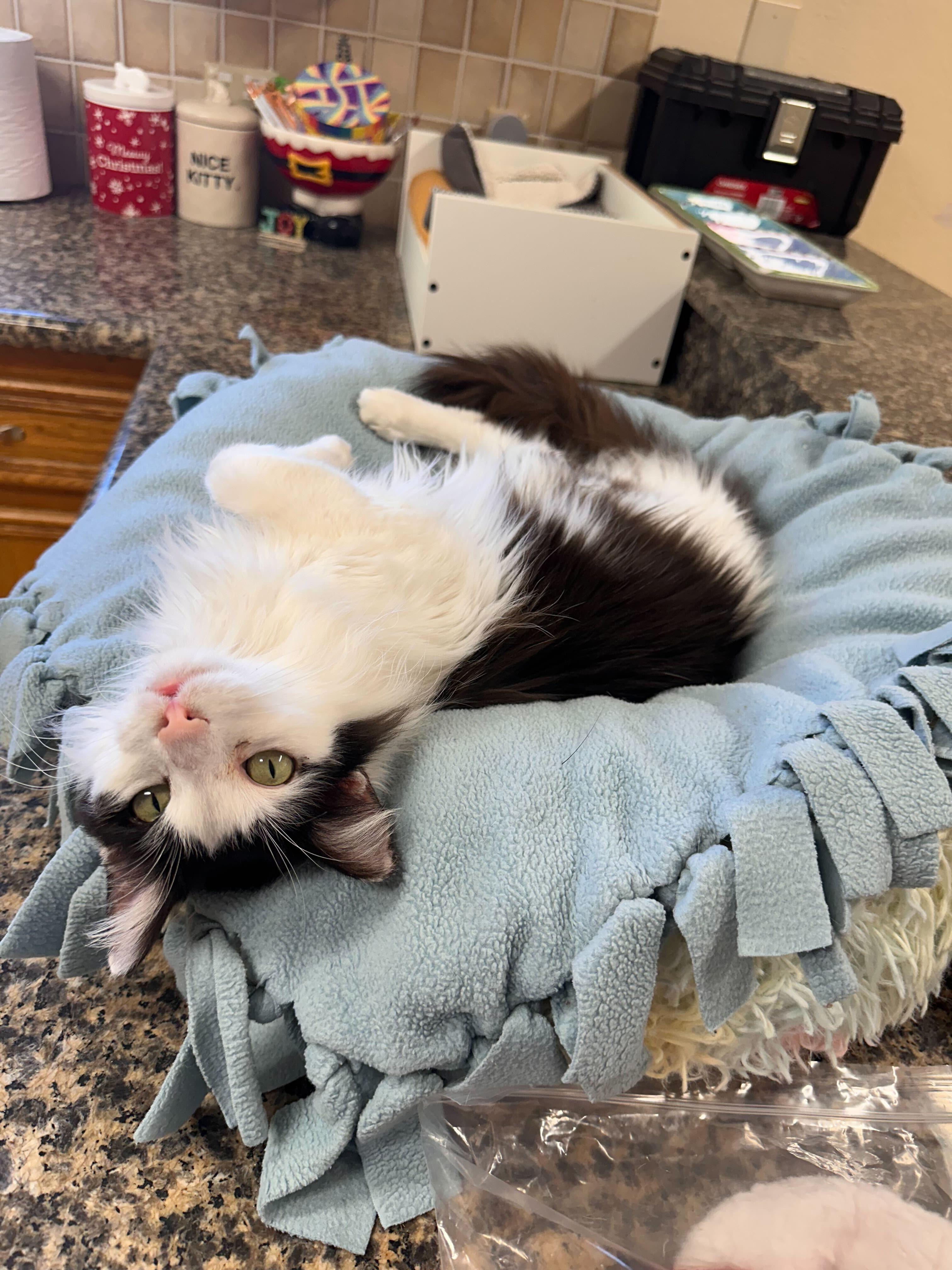 Enlarge Dottie, a Adoptable Domestic Long Hair in Round Rock, TX image 5/6