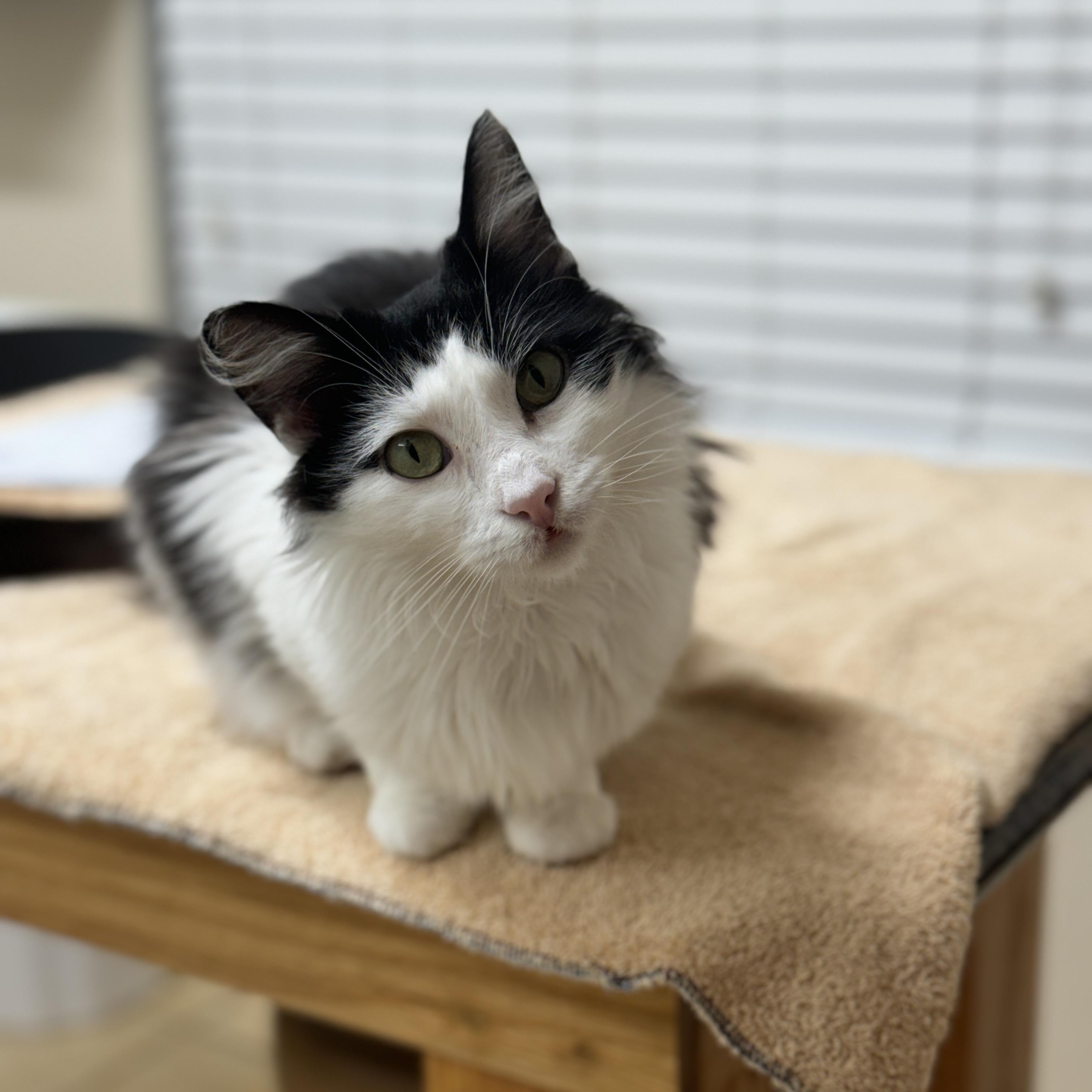 Enlarge Dottie, a Adoptable Domestic Long Hair in Round Rock, TX image 4/6