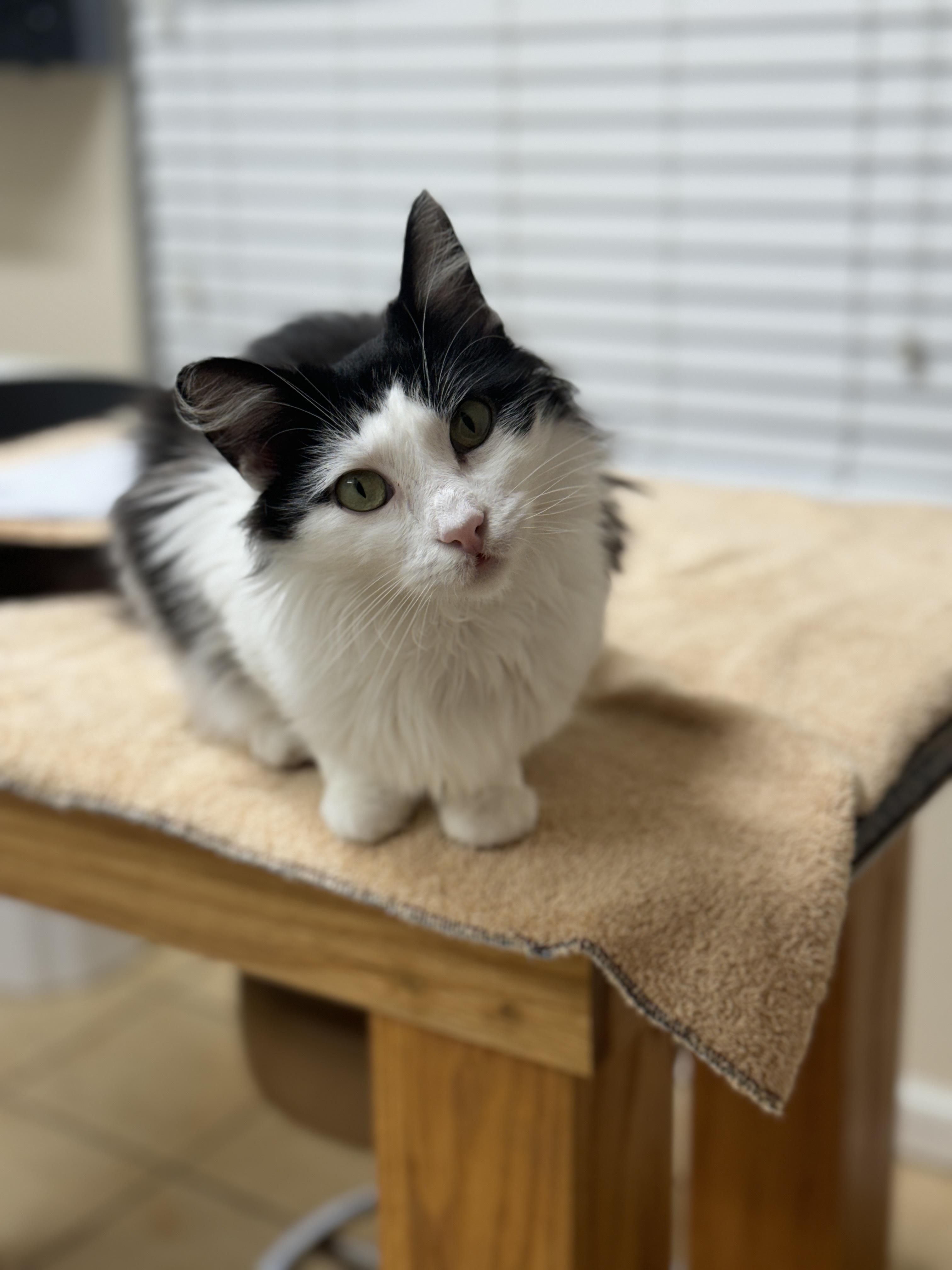 Enlarge Dottie, a Adoptable Domestic Long Hair in Round Rock, TX image 4/6