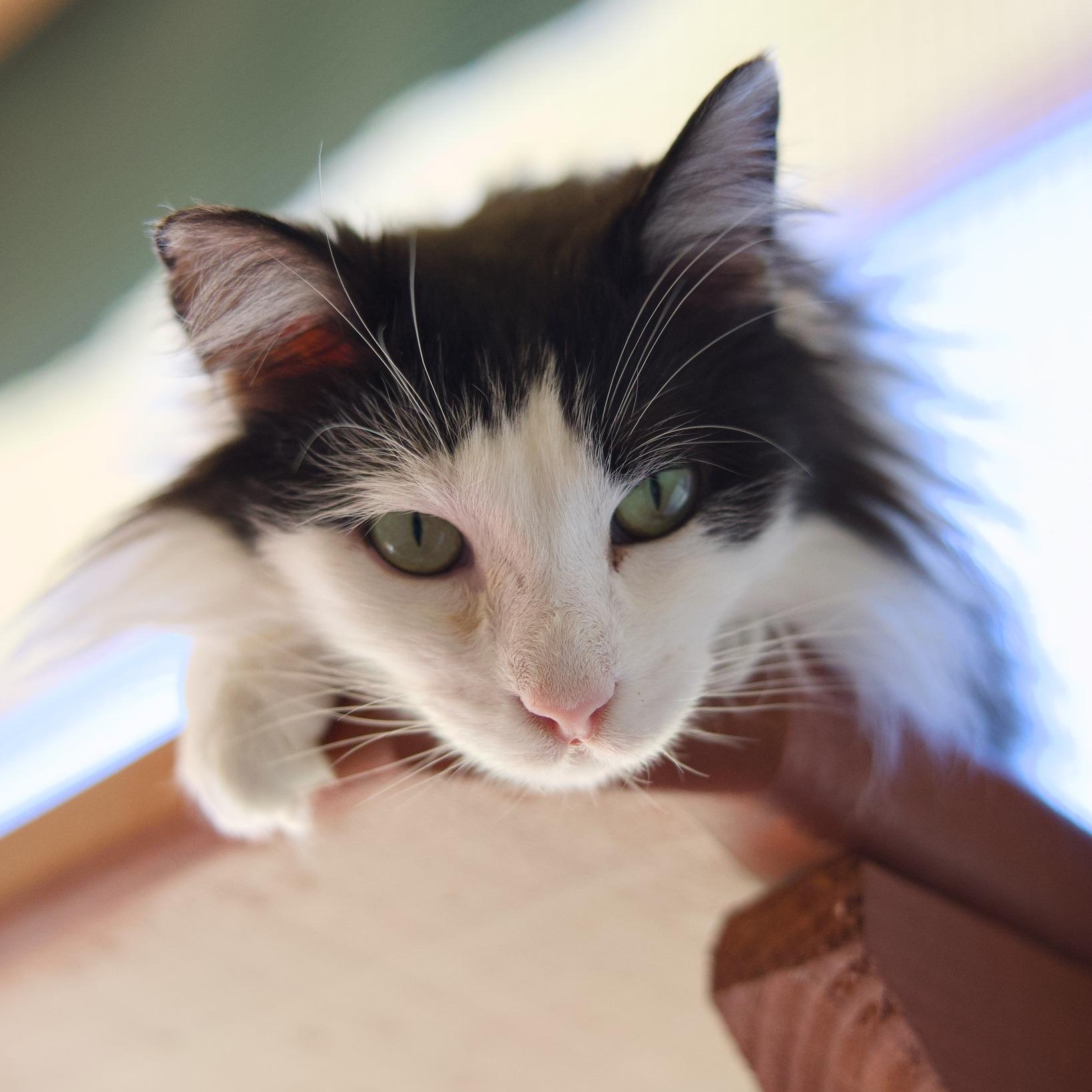 Enlarge Dottie, a Adoptable Domestic Long Hair in Round Rock, TX image 6/6