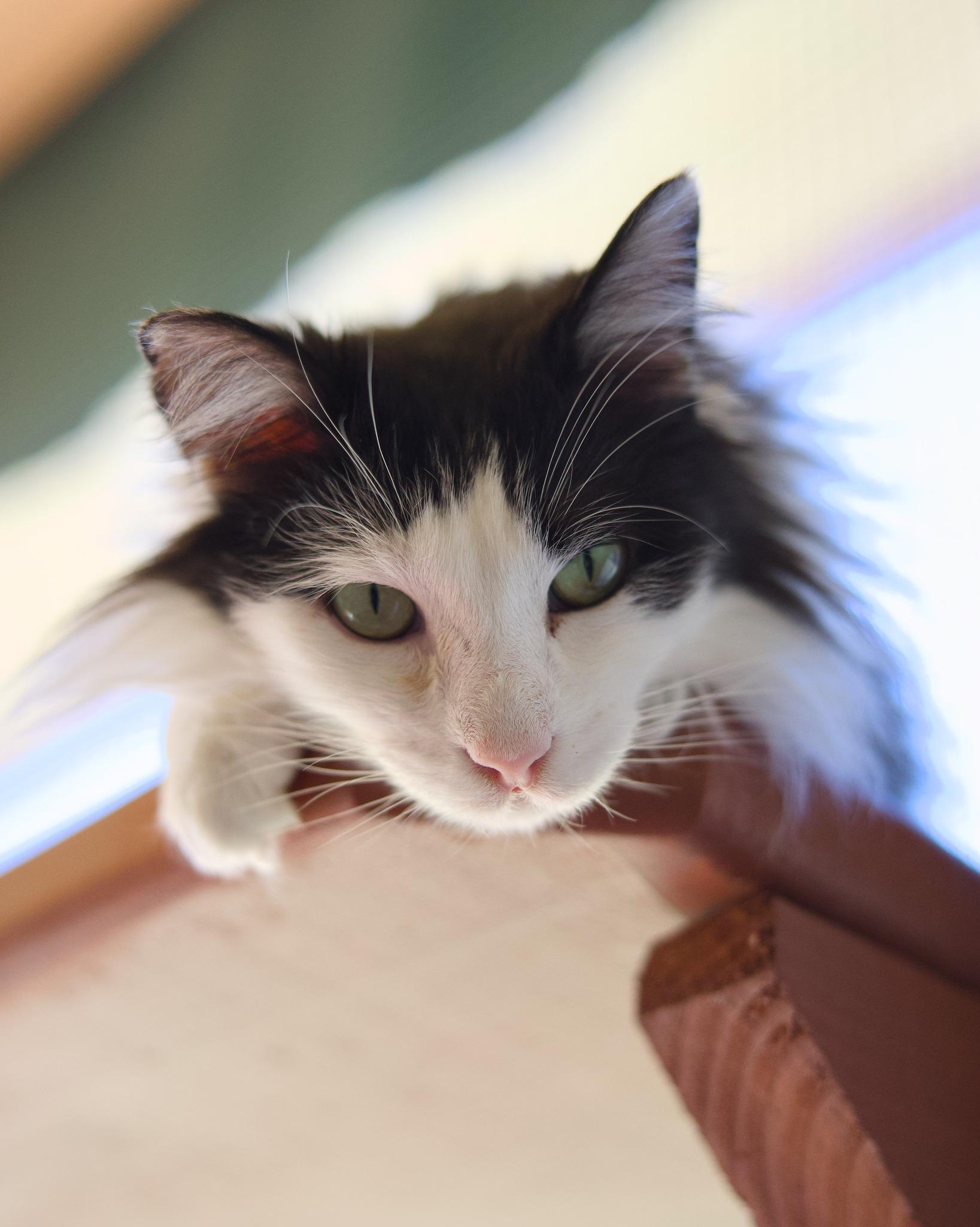 Enlarge Dottie, a Adoptable Domestic Long Hair in Round Rock, TX image 6/6