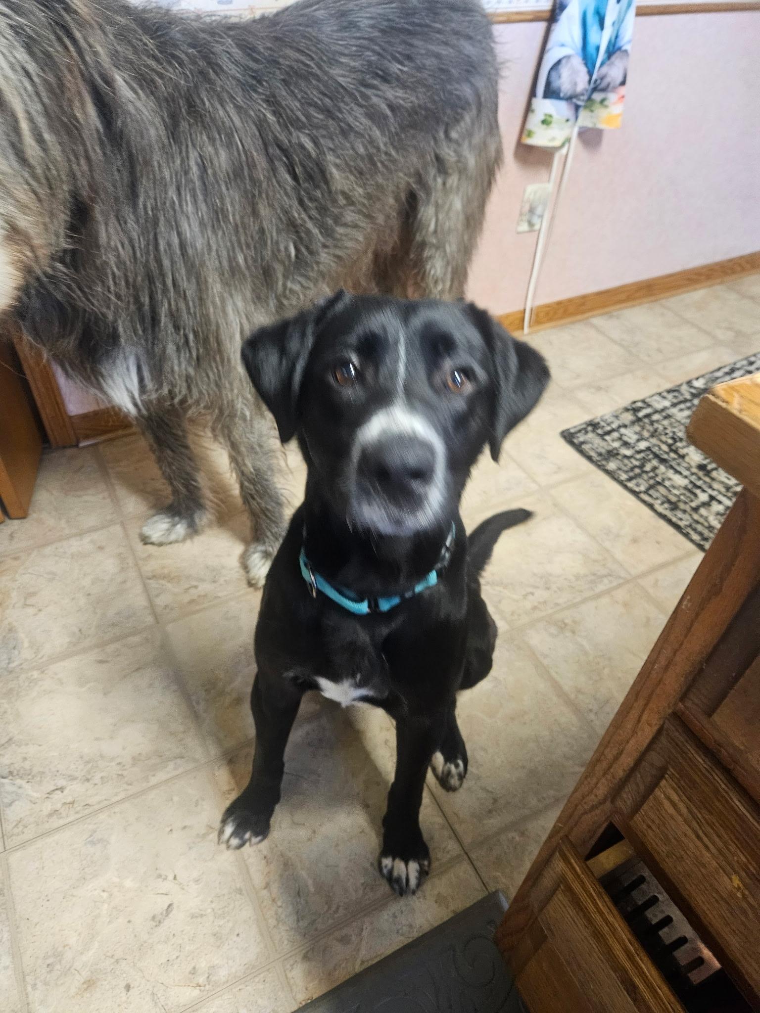 Enlarge Jerry, an adopted mixed breed in Seville, OH image 5/6