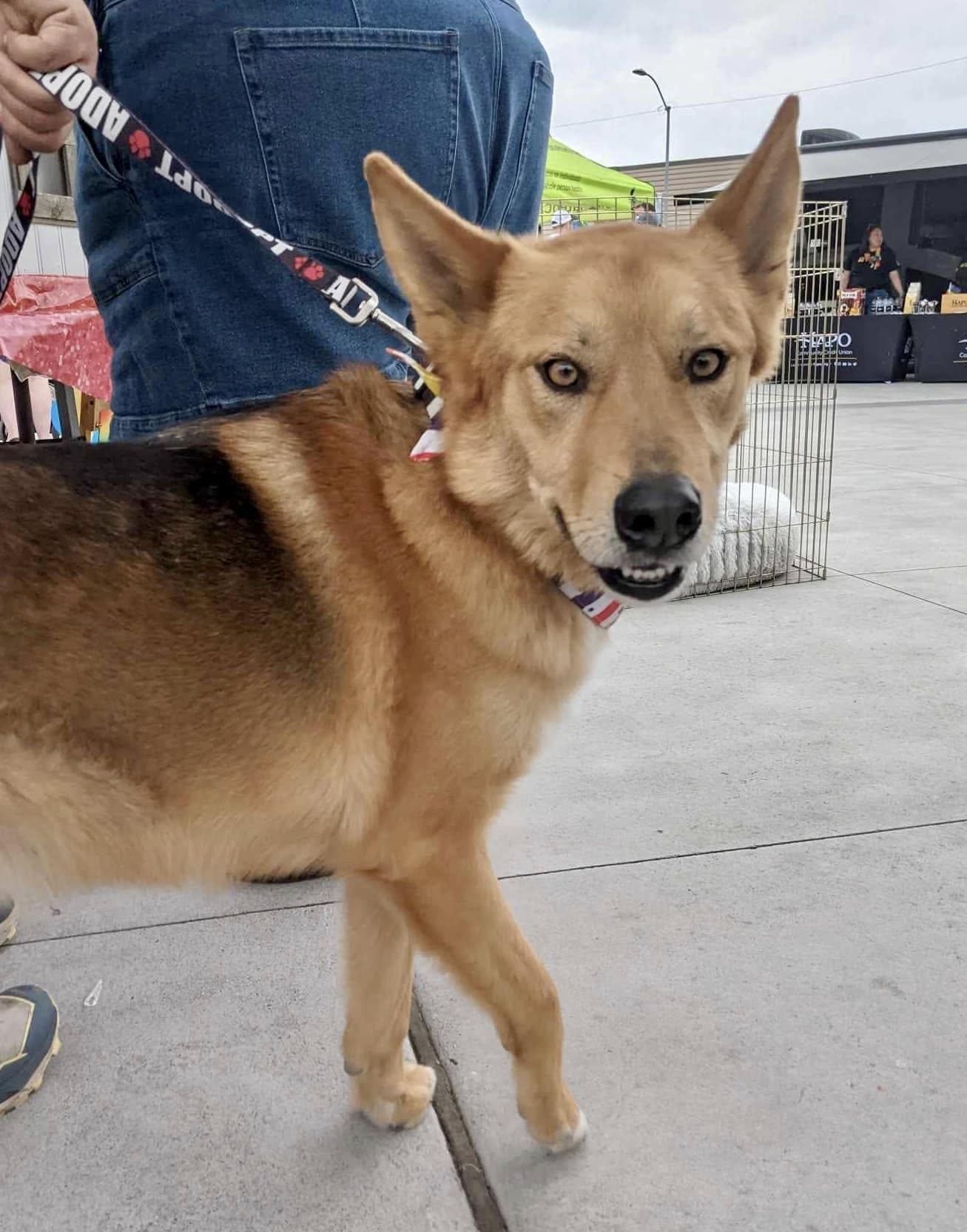 Enlarge Cody, a Adoptable mixed breed in West Richland, WA image 1/6
