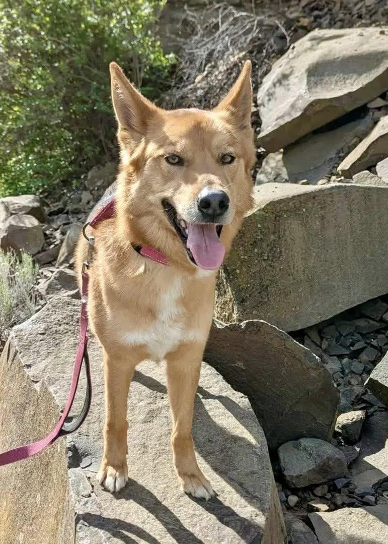 Enlarge Cody, a Adoptable mixed breed in West Richland, WA image 4/6