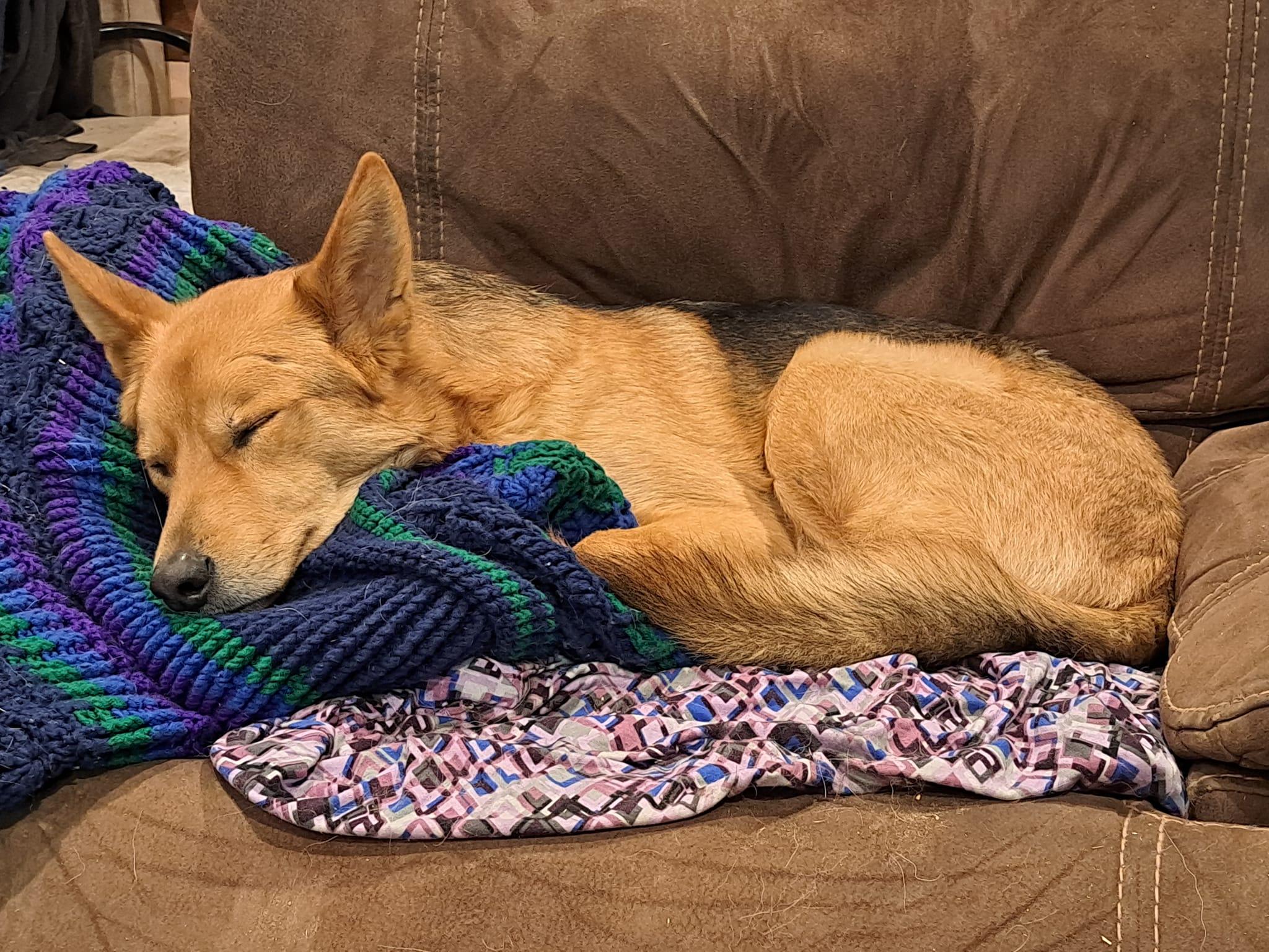 Enlarge Cody, a Adoptable mixed breed in West Richland, WA image 6/6