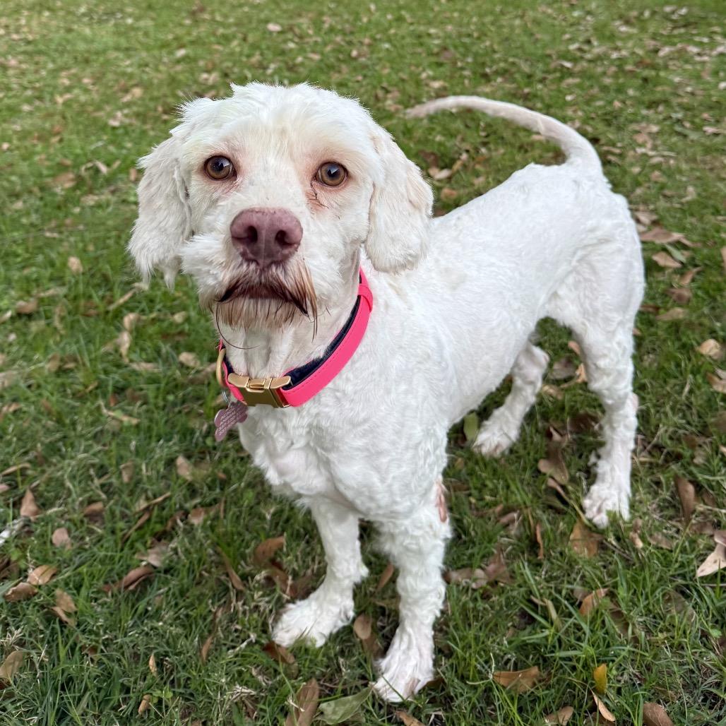 Kamelot, Adoptable, Adult Male Poodle.