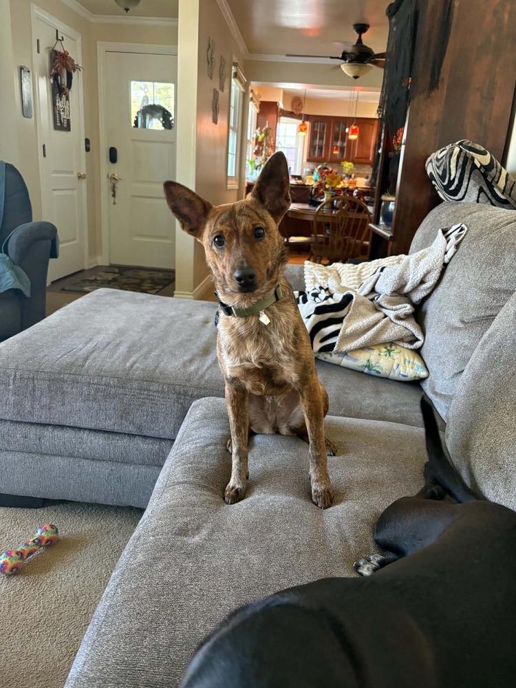 Aurora, Adoptable, Puppy Female Cattle Dog.