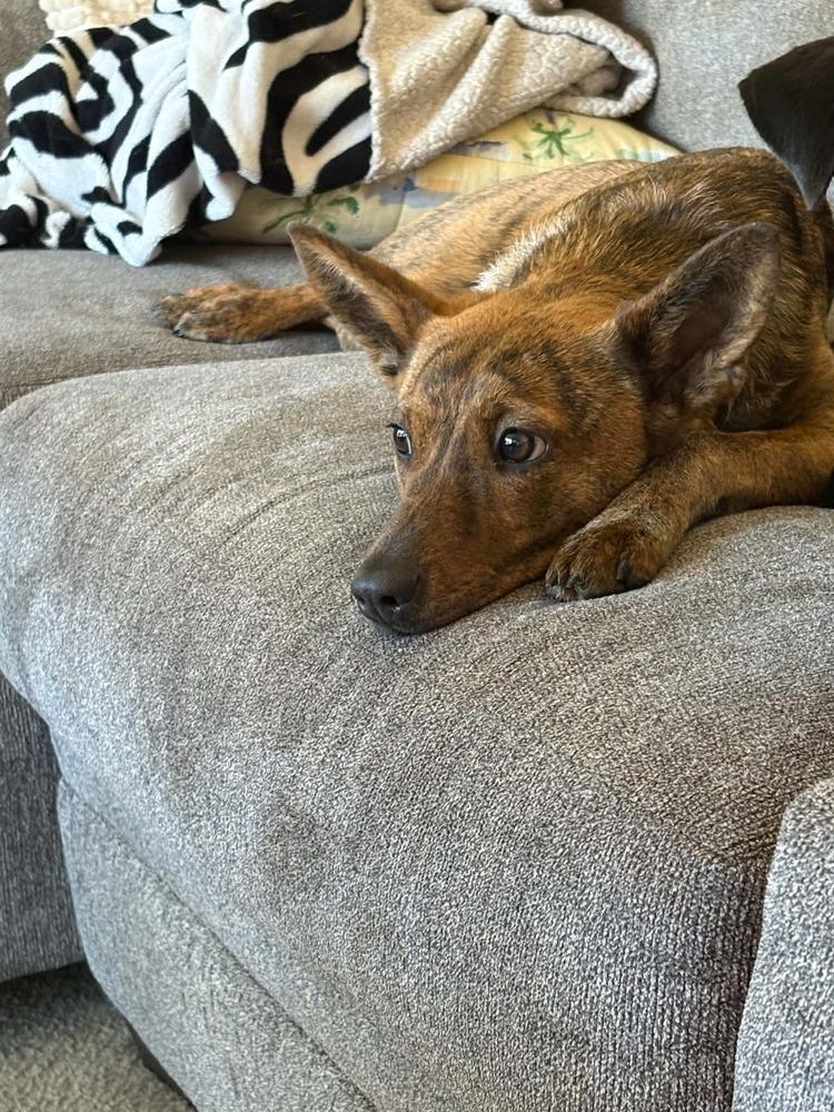 Enlarge Aurora, a Adoptable mixed breed in Amherst, NY image 2/6