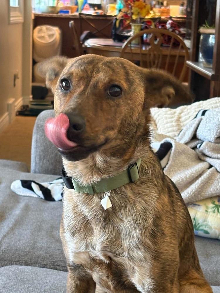 Enlarge Aurora, a Adoptable mixed breed in Amherst, NY image 3/6