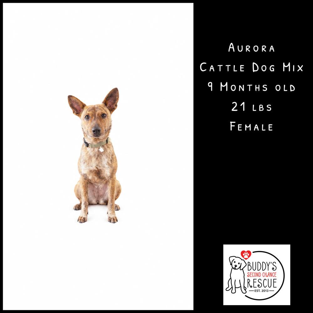 Enlarge Aurora, a Adoptable mixed breed in Amherst, NY image 5/6