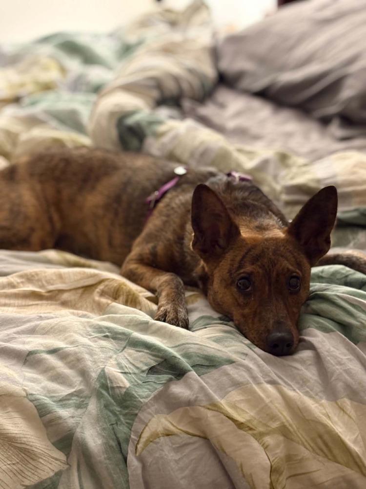 Enlarge Aurora, a Adoptable mixed breed in Amherst, NY image 6/6