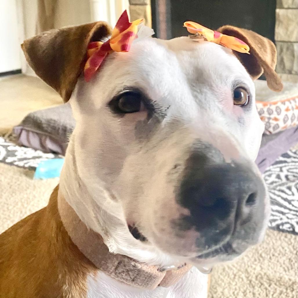 Sheila, Adoptable, Adult Female Mixed Breed.