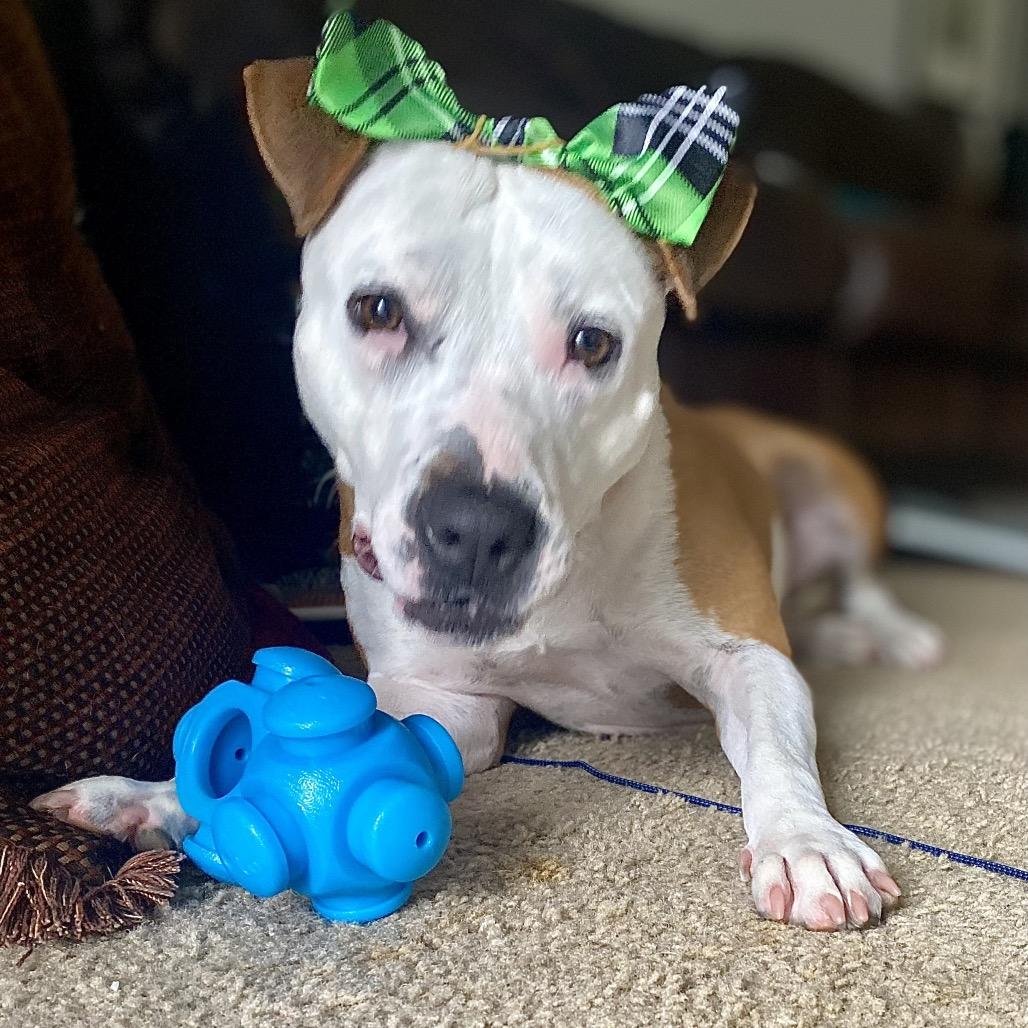 Enlarge Sheila, a Adoptable Mixed Breed in Pensacola, FL image 2/3