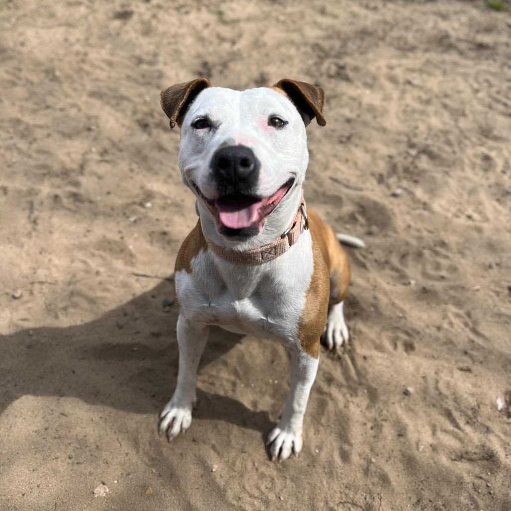 Enlarge Sheila, a Adoptable Mixed Breed in Pensacola, FL image 3/3