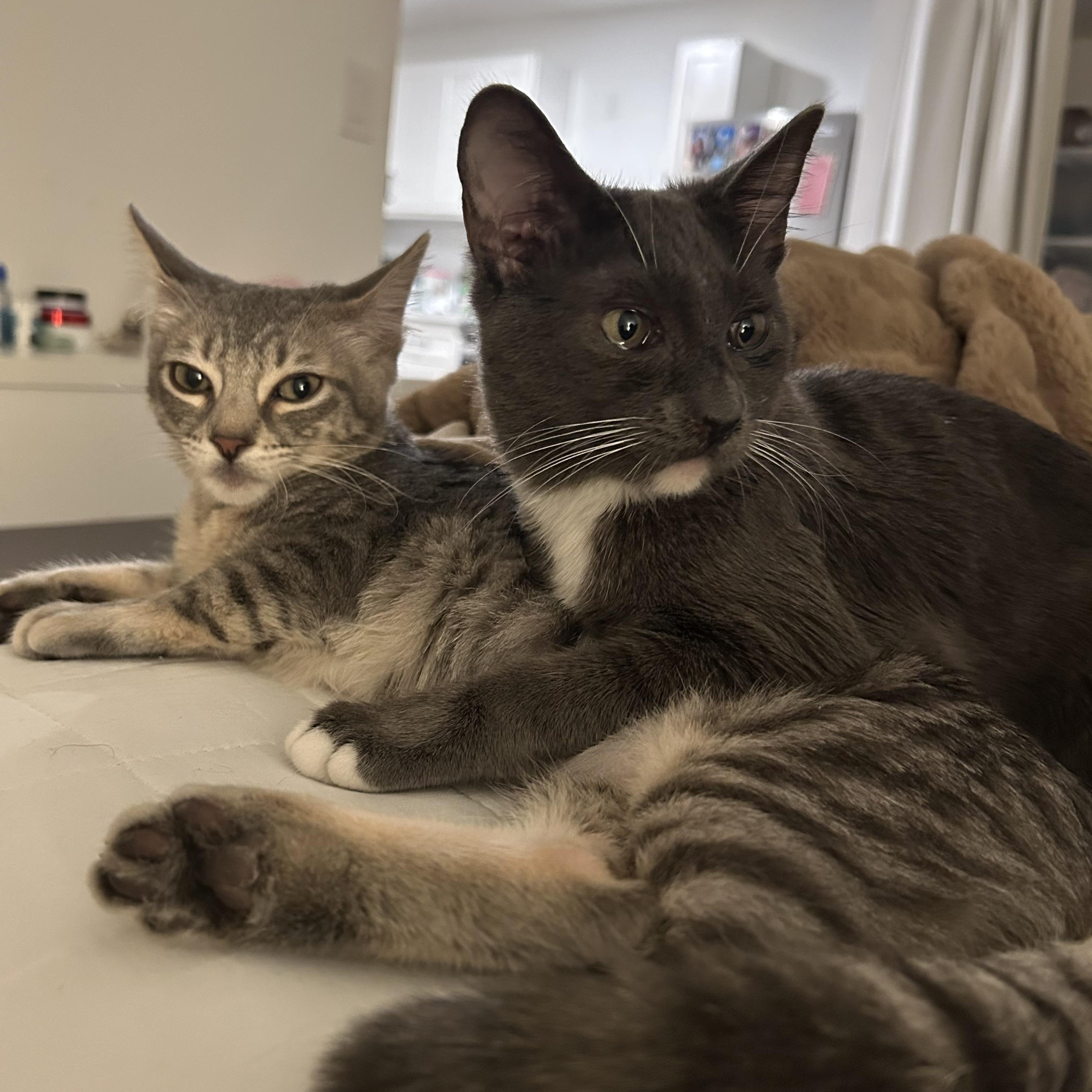 Moxie and Polly, a Adoptable Domestic Short Hair in Santa Ana, CA image 3/5