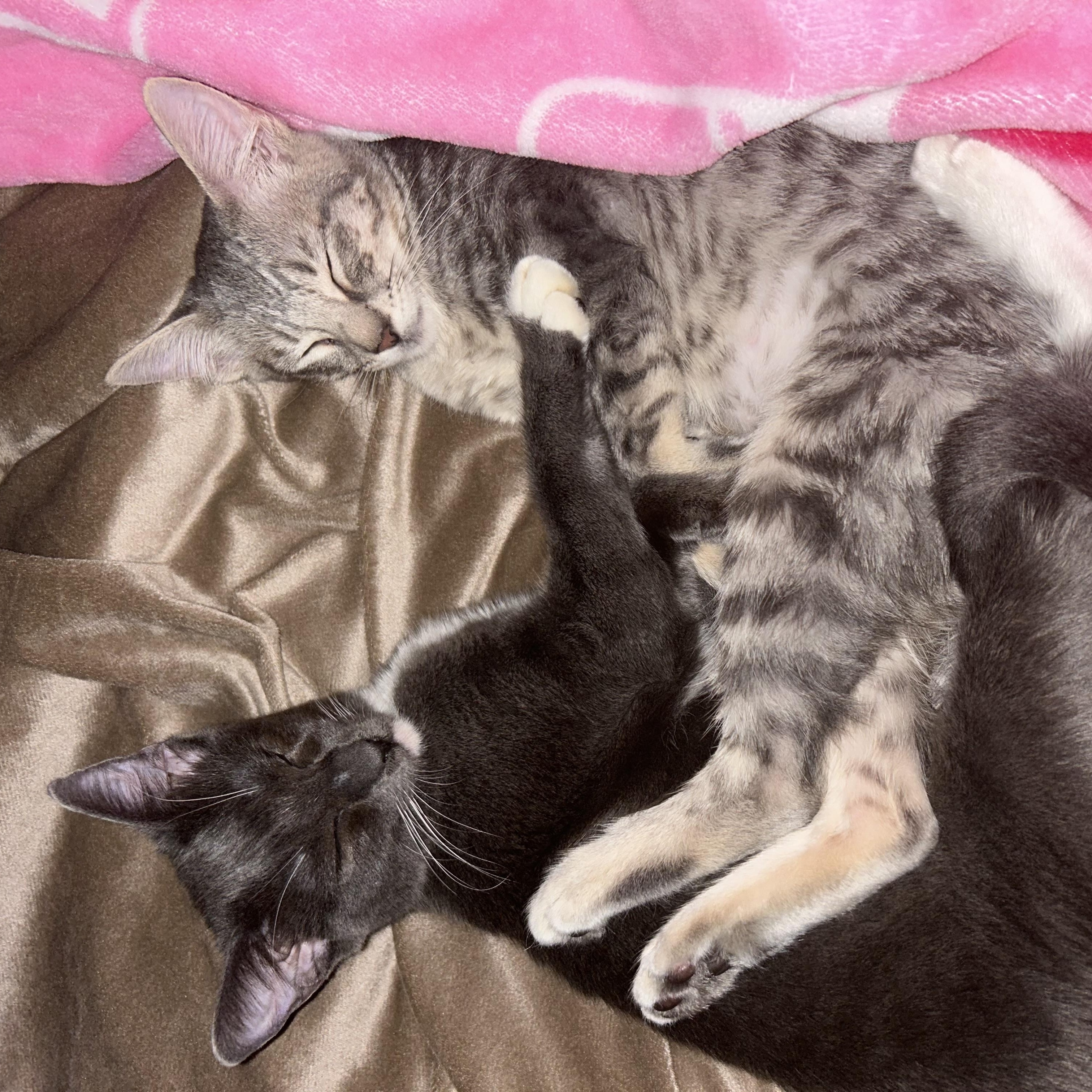 Moxie and Polly, a Adoptable Domestic Short Hair in Santa Ana, CA image 4/5