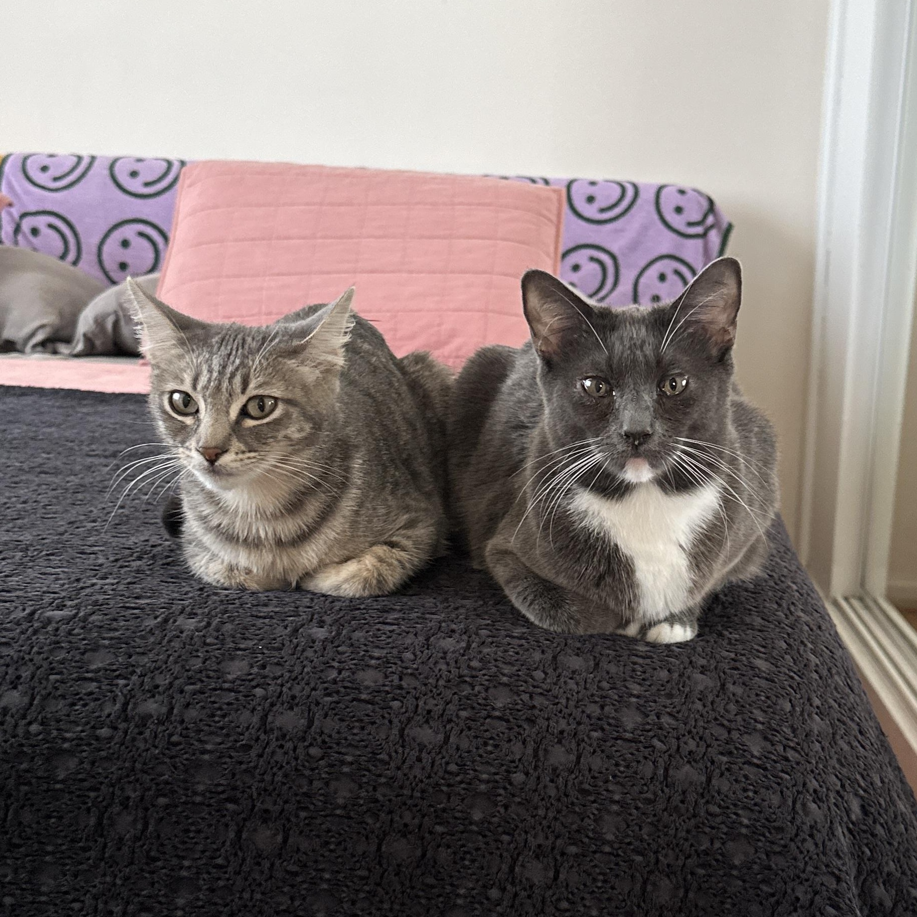 Moxie and Polly, Adoptable, Adult Female Domestic Short Hair.