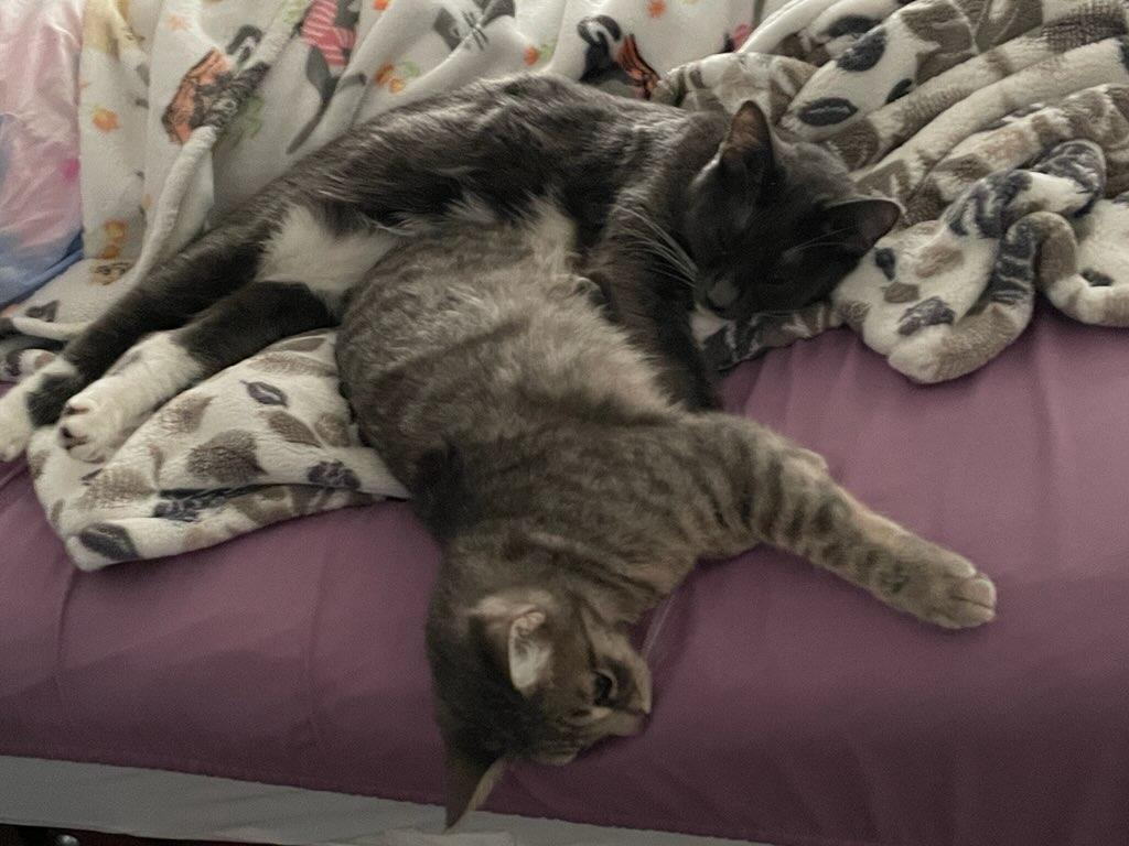 Moxie and Polly, a Adoptable Domestic Short Hair in Santa Ana, CA image 1/5