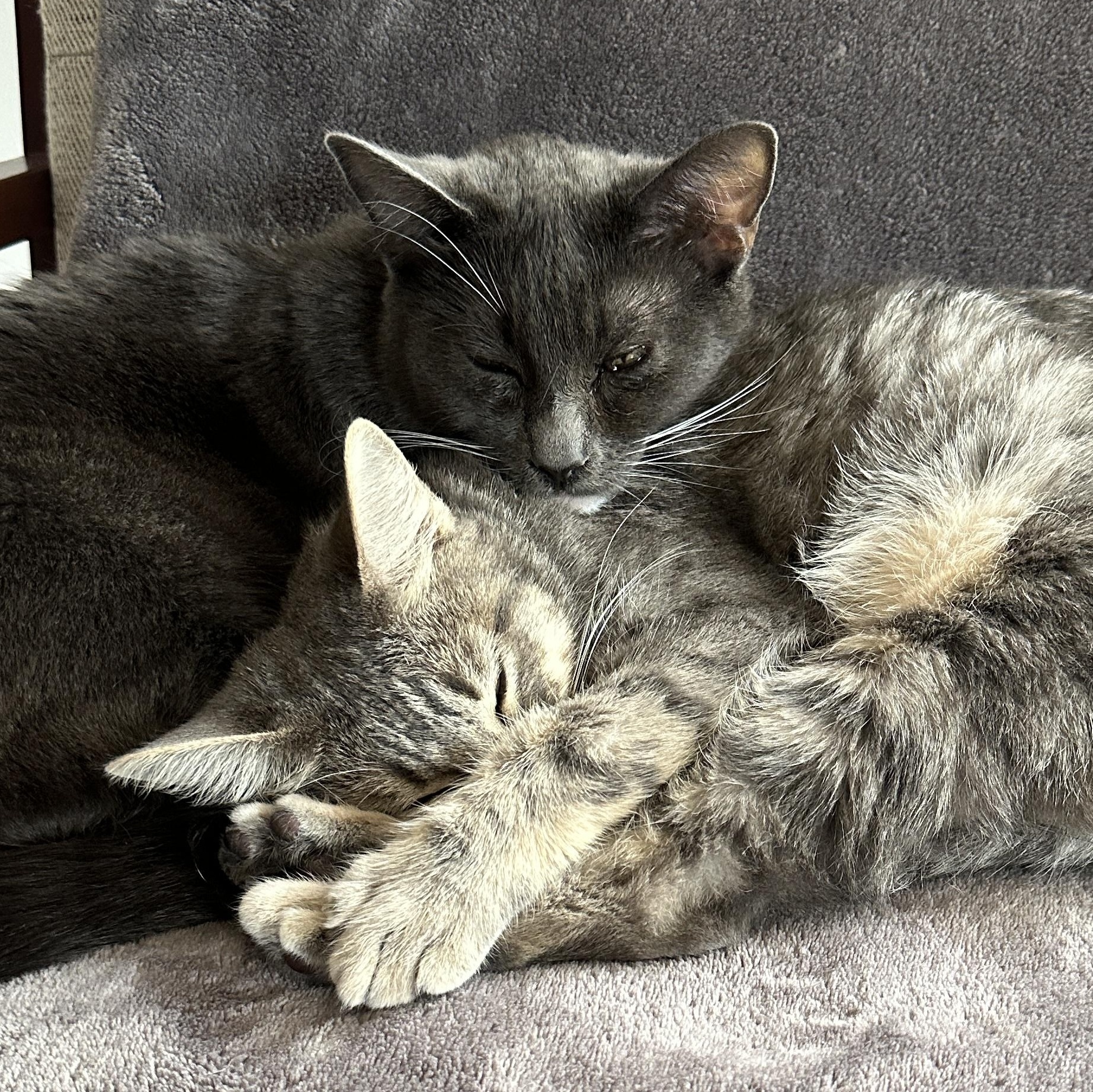 Moxie and Polly, a Adoptable Domestic Short Hair in Santa Ana, CA image 6/6