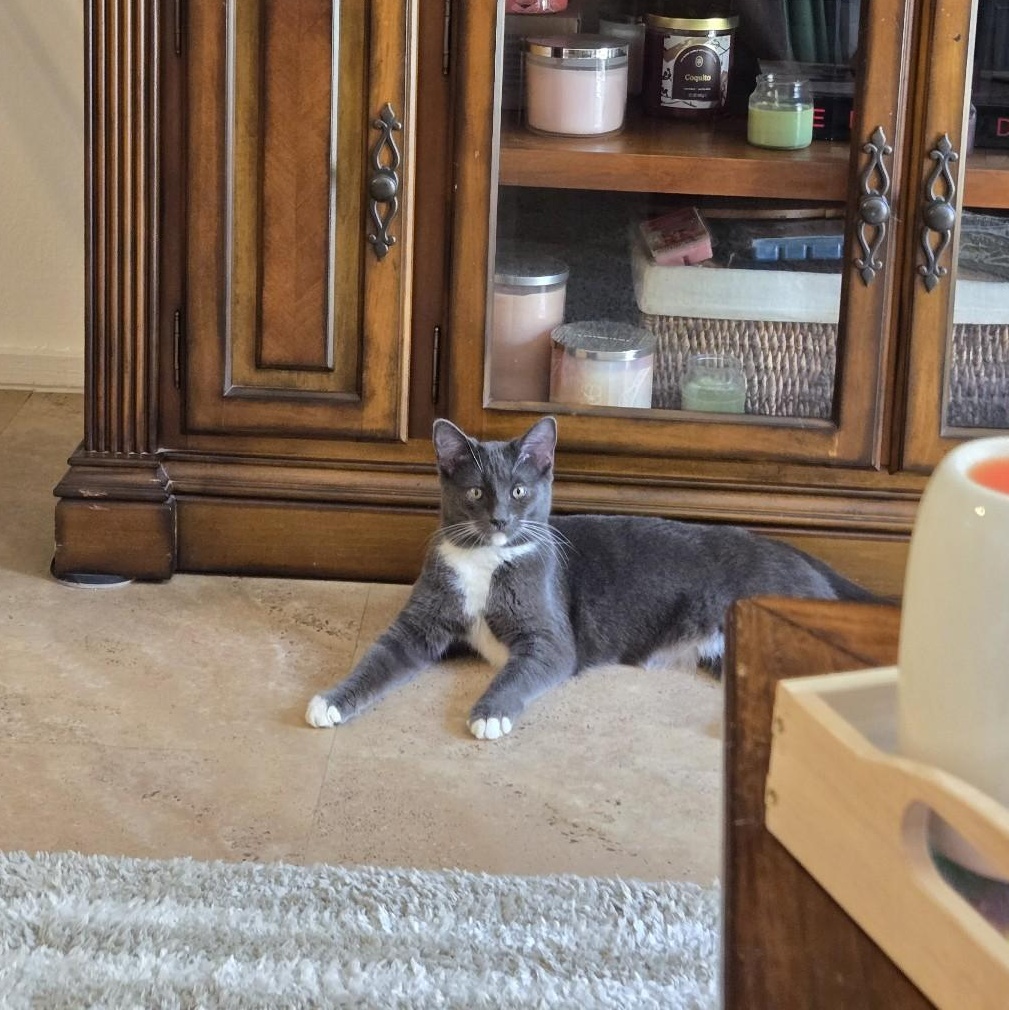 Moxie and Polly, a Adoptable Domestic Short Hair in Santa Ana, CA image 5/5