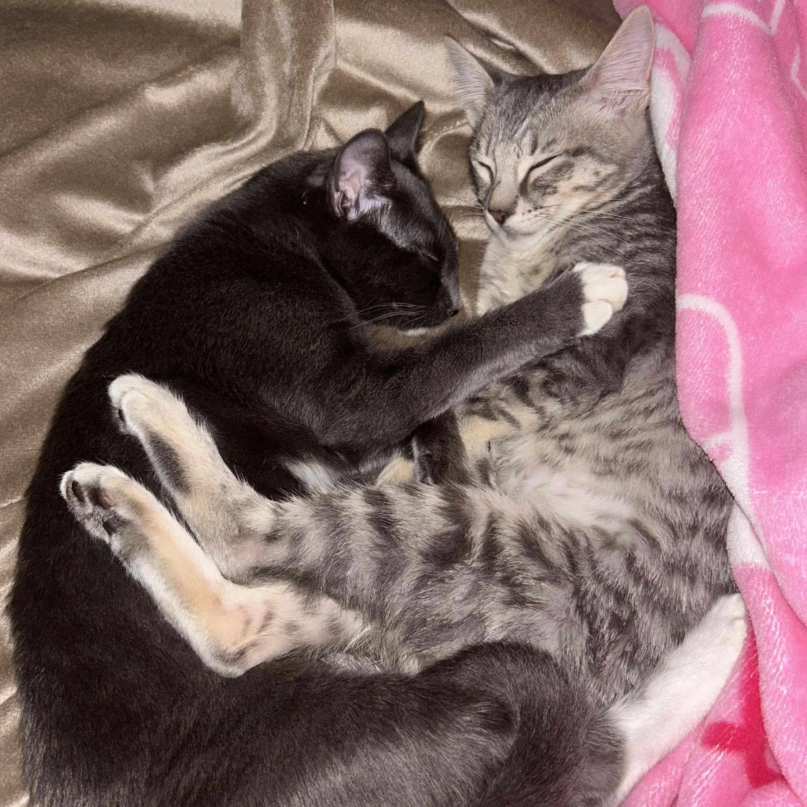 Moxie and Polly, a Adoptable Domestic Short Hair in Santa Ana, CA image 2/5