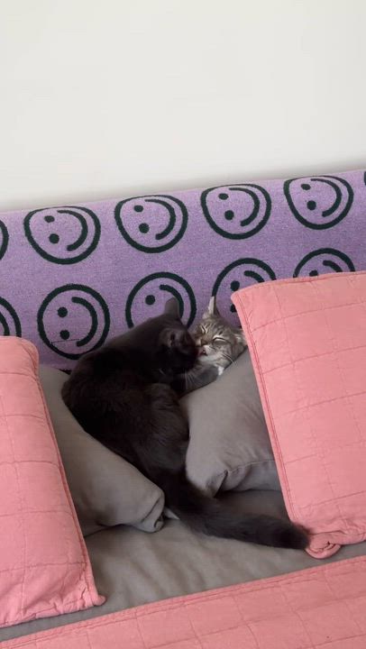 Enlarge Moxie and Polly, a Adoptable Domestic Short Hair in Santa Ana, CA video 5/6