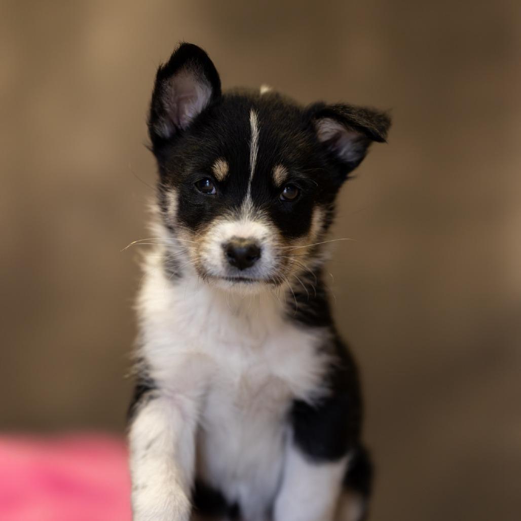 Enlarge Vista, a Adoptable Mixed Breed in Park City, UT image 1/6