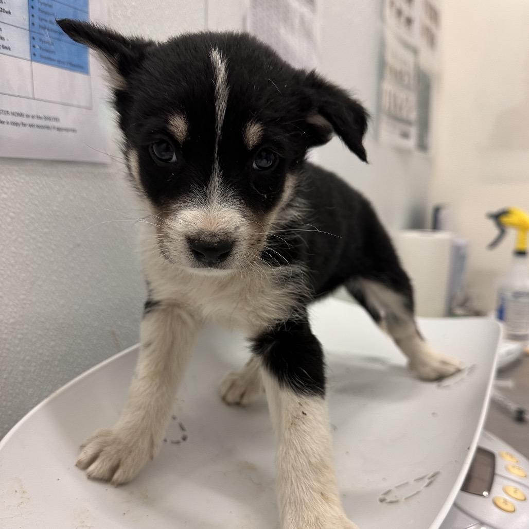 Enlarge Vista, a Adoptable Mixed Breed in Park City, UT image 3/6