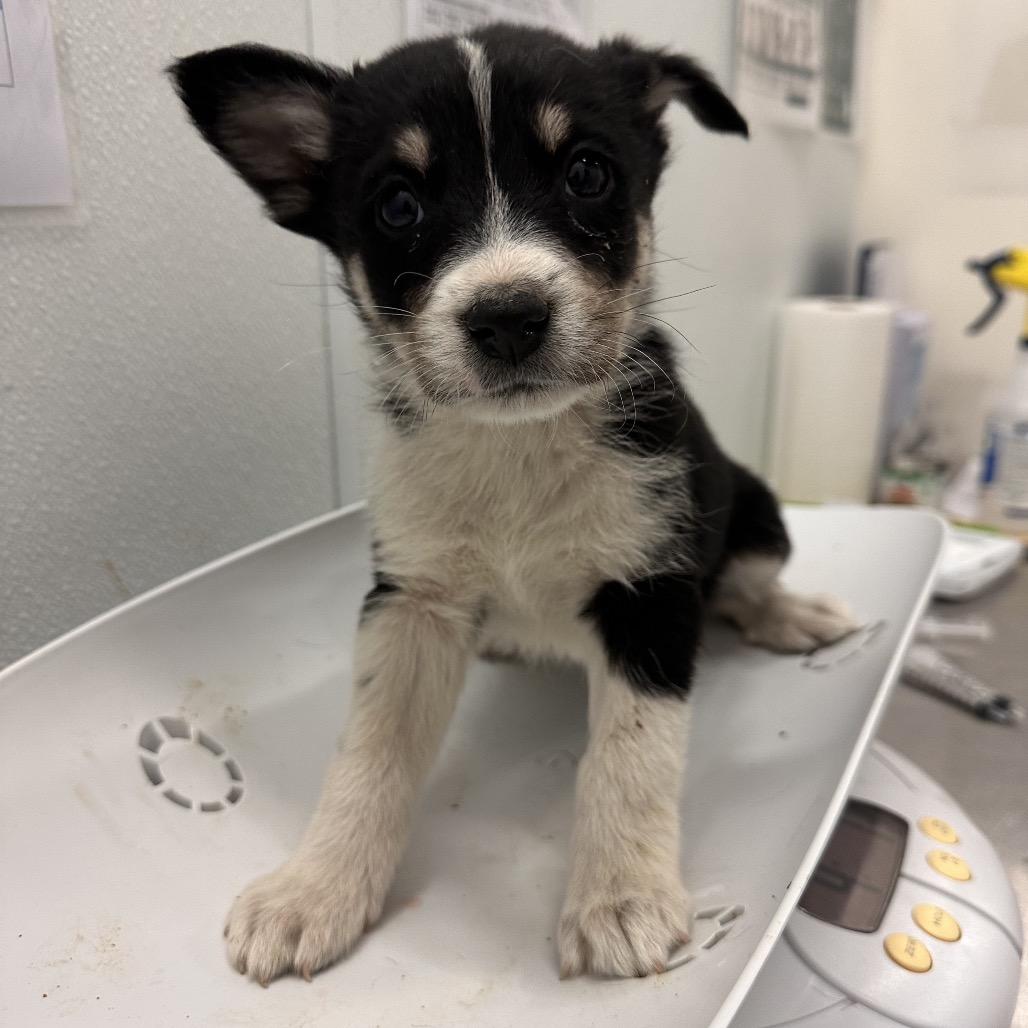 Enlarge Vista, a Adoptable Mixed Breed in Park City, UT image 4/6