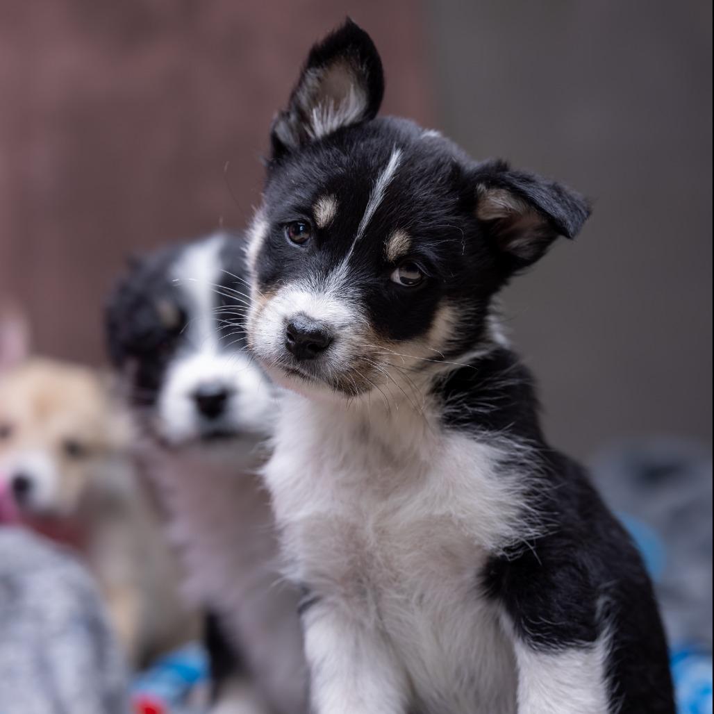 Enlarge Vista, a Adoptable Mixed Breed in Park City, UT image 5/6