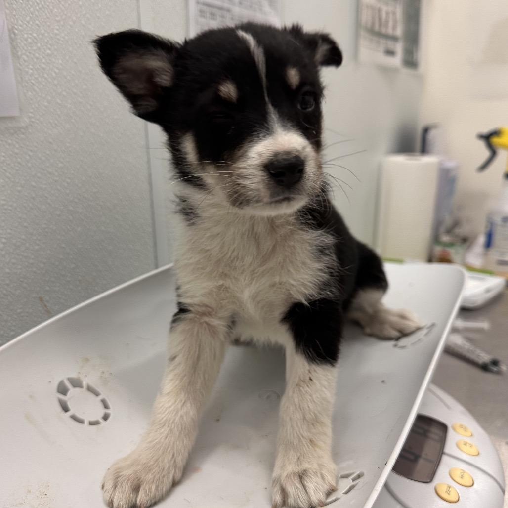Enlarge Vista, a Adoptable Mixed Breed in Park City, UT image 6/6