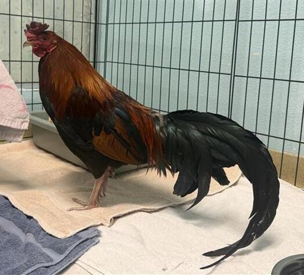 Steven, Adoptable, Young Male Chicken.