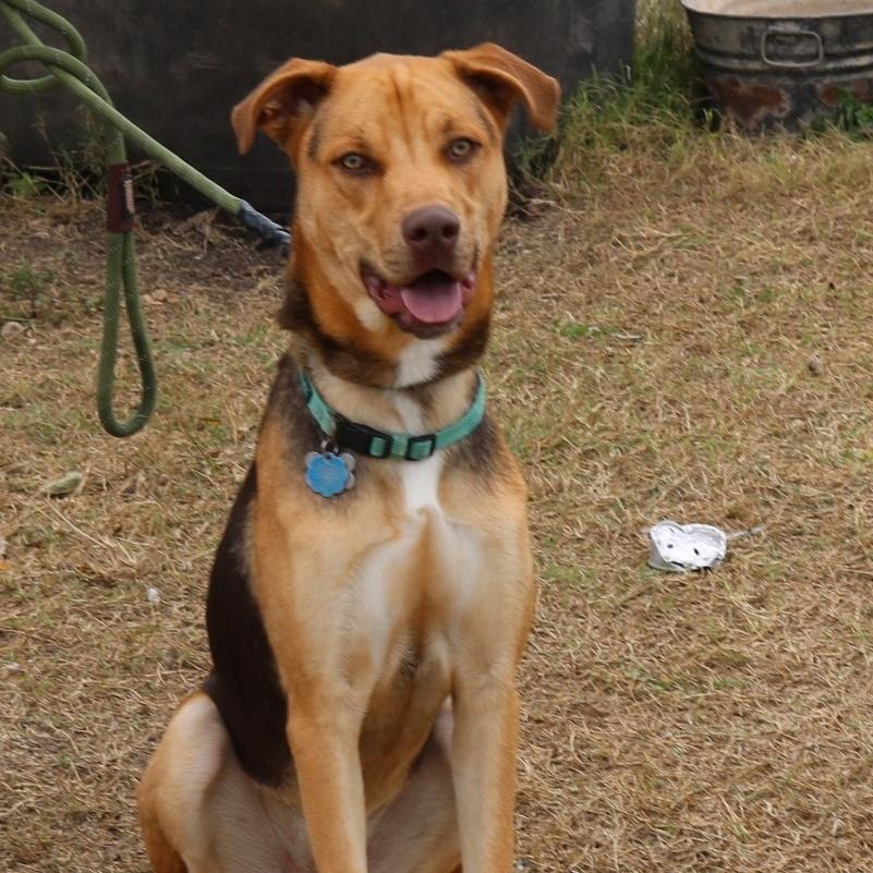 Reba, an adoptable German Shepherd Dog, Greyhound in Bandera, TX, 78003 | Photo Image 1