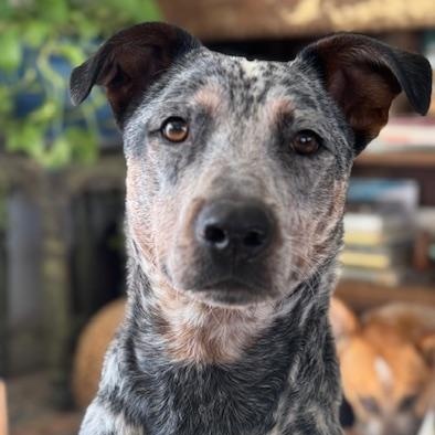 Tuque, ADOPTABLE, Adult Male Australian Cattle Dog / Blue Heeler.