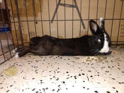 Enlarge Almond Joy, a Adoptable American in Key West, FL image 1/1