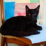 Enlarge Jaylyn, a Adoptable Domestic Short Hair in Owatonna, MN image 1/2