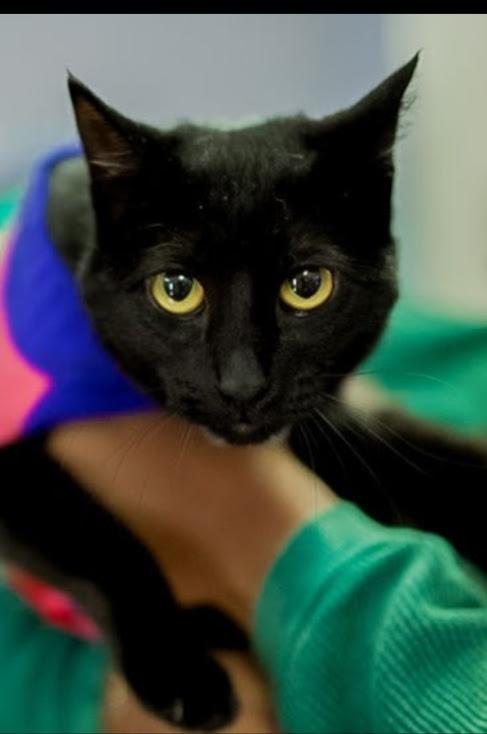 Enlarge Jaylyn, a Adoptable mixed breed in Owatonna, MN image 2/4