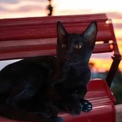 Enlarge Jaylyn, a Adoptable Domestic Short Hair in Owatonna, MN image 2/2