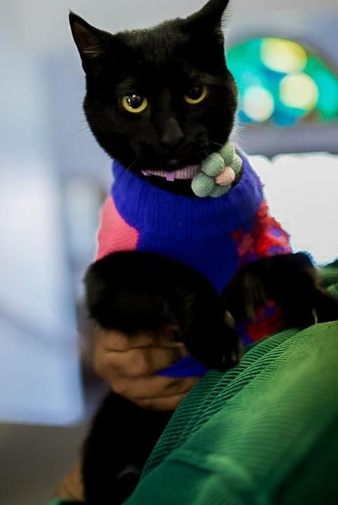 Jaylyn, Adoptable, Young Female Domestic Short Hair.