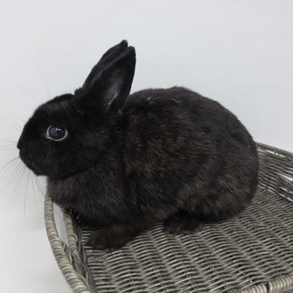Everest, Adoptable, Adult Female American.