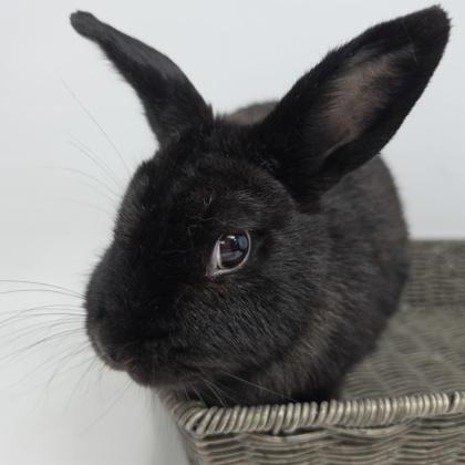 Everest, a Adoptable American in Largo, FL image 2/3
