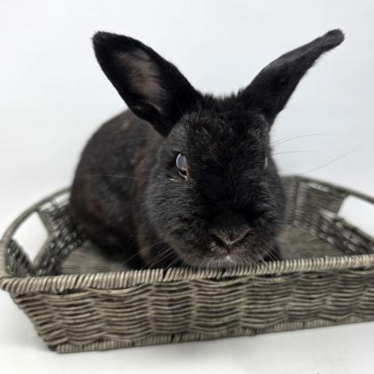 Everest, a Adoptable American in Largo, FL image 3/3