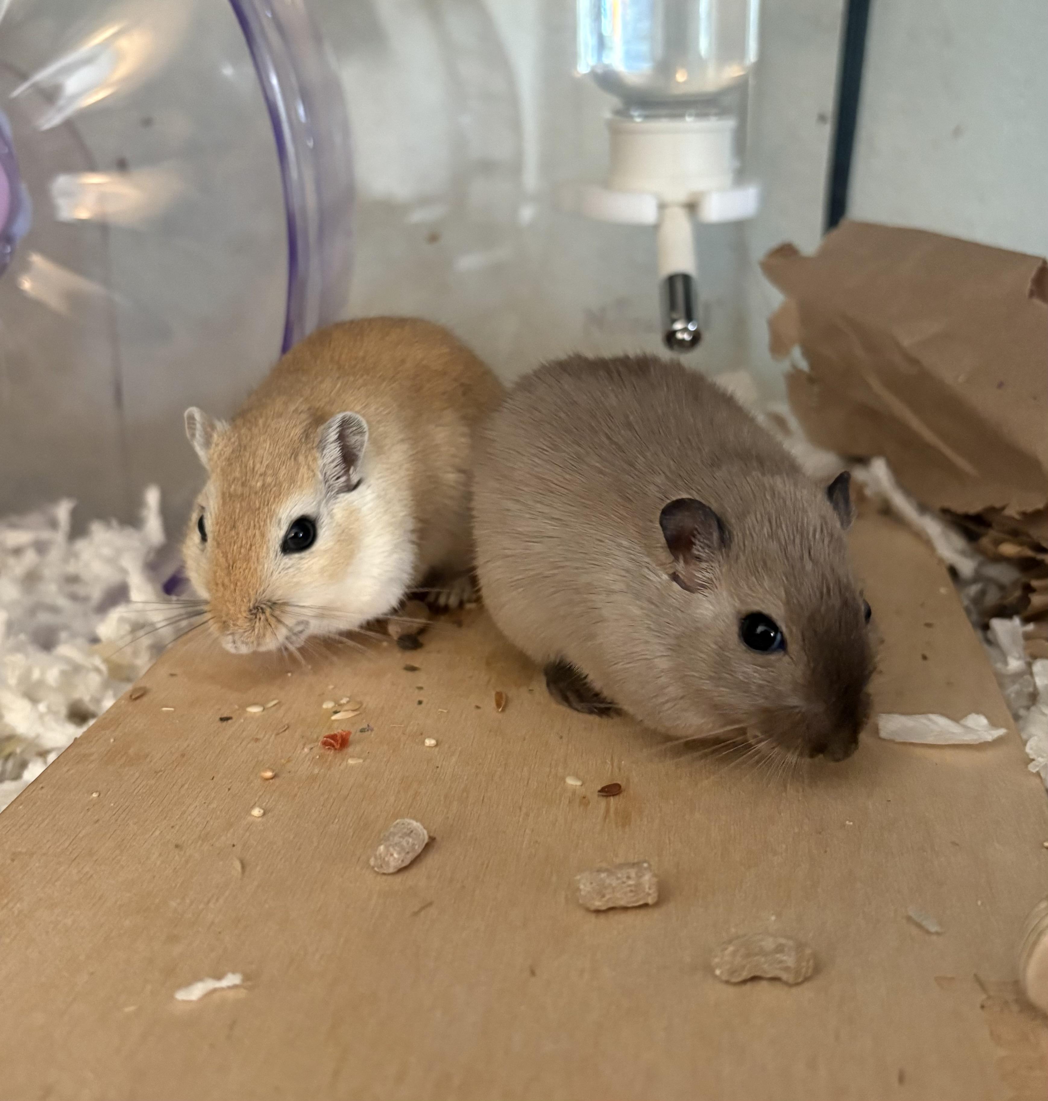 Barley & Rye, ADOPTABLE, Young Male Gerbil.