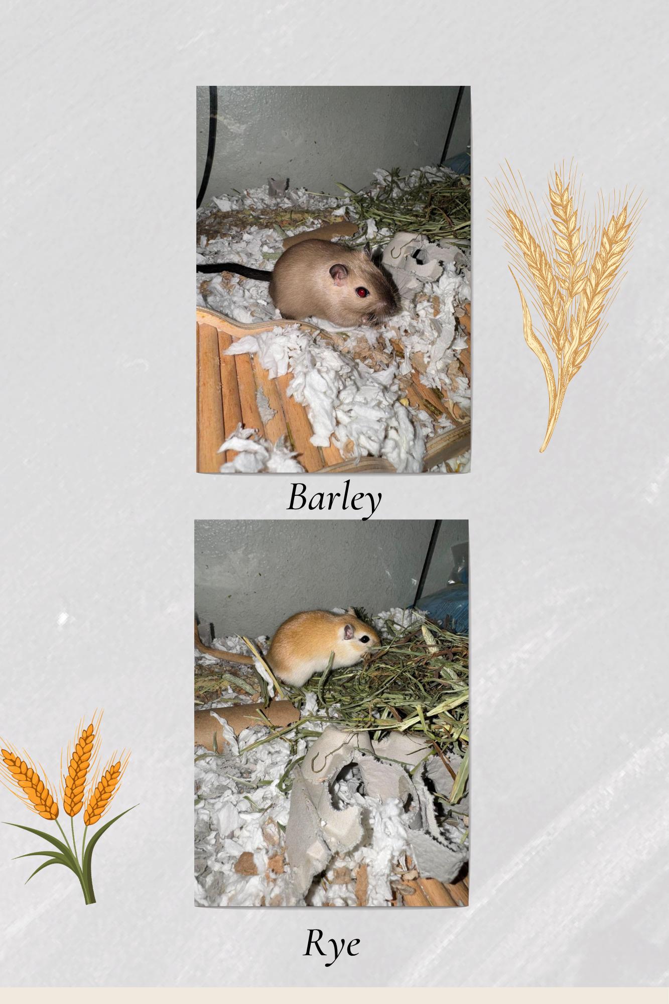 Enlarge Barley & Rye, a ADOPTABLE Gerbil in Springfield, OR image 2/2