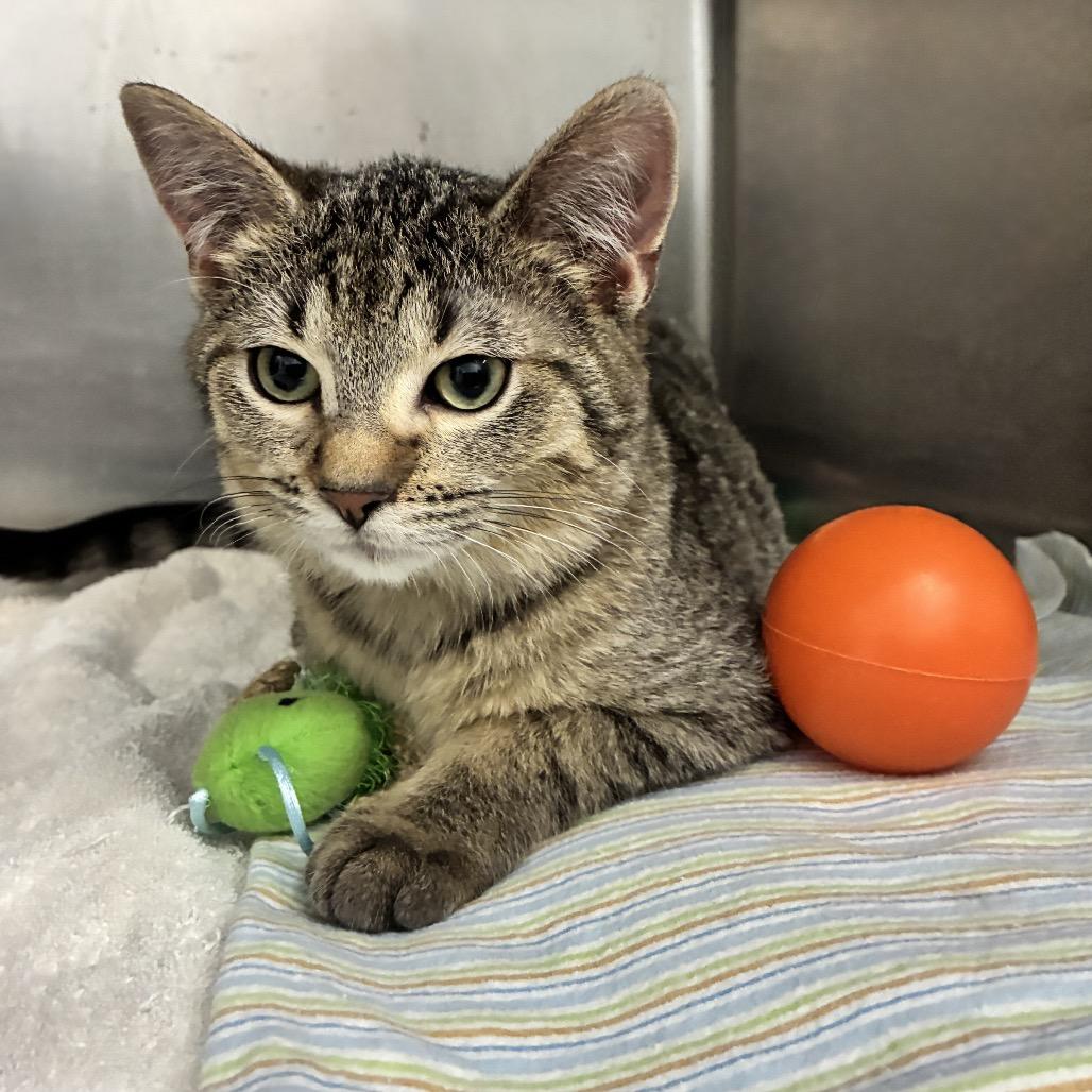 Enlarge Sprout, an adopted Tabby in Richland, MI image 3/3