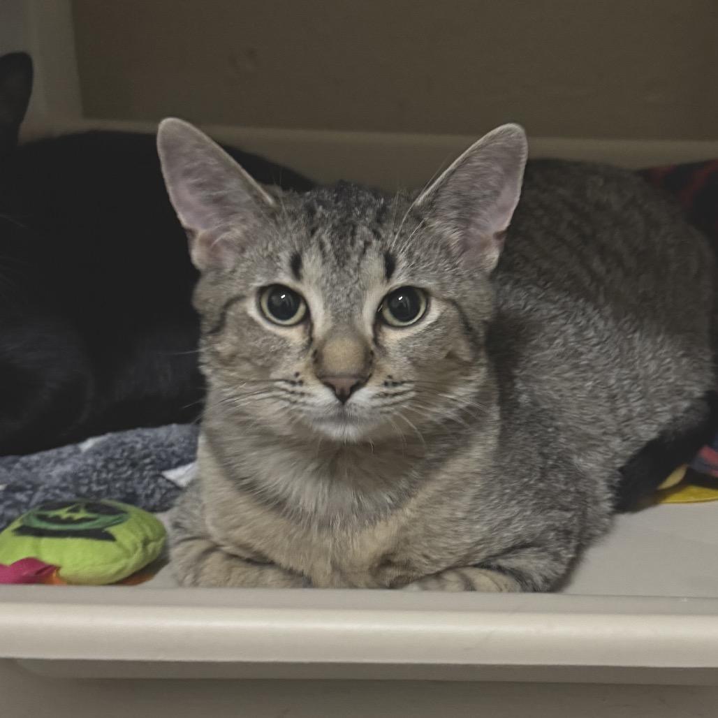 Enlarge Sprout, an adopted Tabby in Richland, MI image 1/3